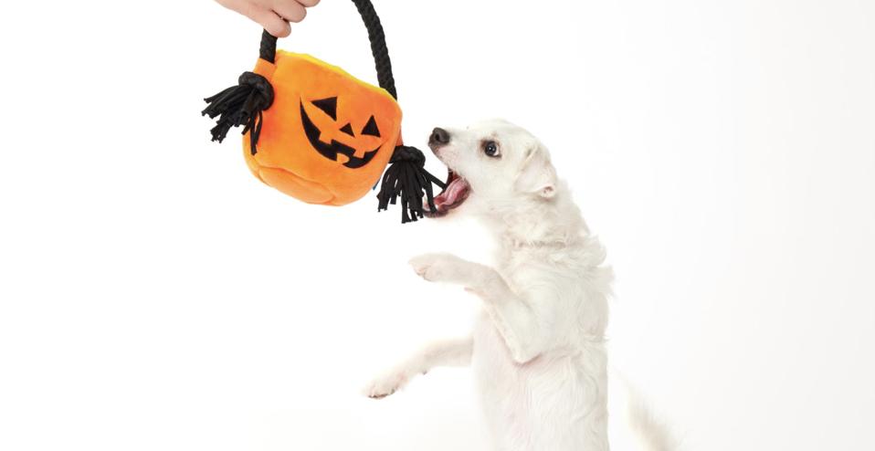 White dog jumping up to chew Halloween plushie