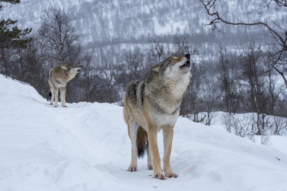 Trump Administration Takes Gray Wolves Off Endangered Species List Drawing Protests From Conservation Groups Trump Administration Takes Gray Wolves Off Endangered Species List Drawing Protests From Conservation Groups