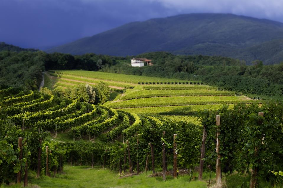 Northeast Italy is a diverse winemaking region