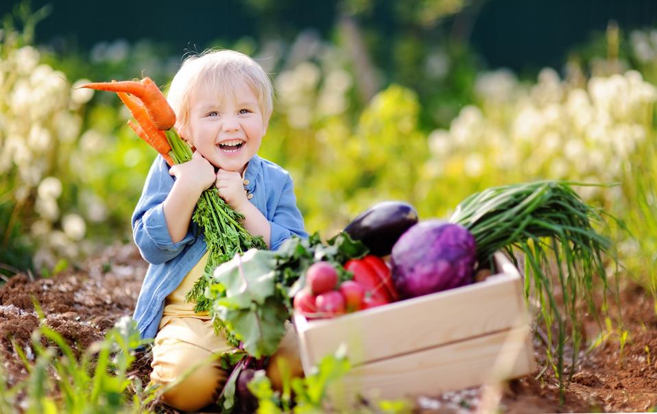 Cute little boy holding a bunch of fresh organic carrots in domestic garden. Healthy family lifestyle.
