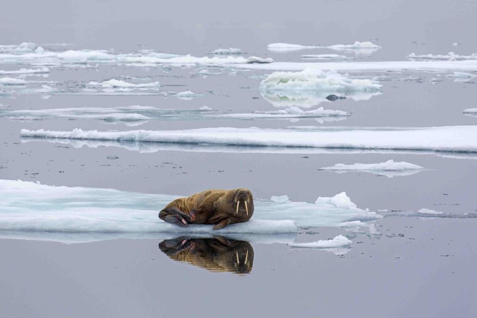 The North And South Poles Have Become The Ultimate Travel Bucket List