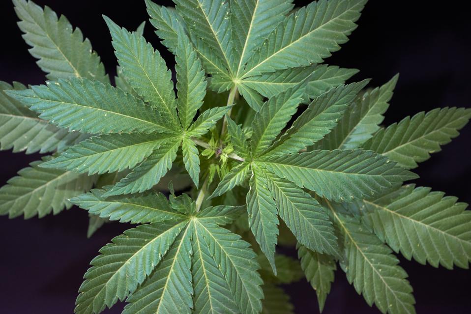 4 States Vote To Legalize Recreational Marijuana Use Arizona, Montana(02)