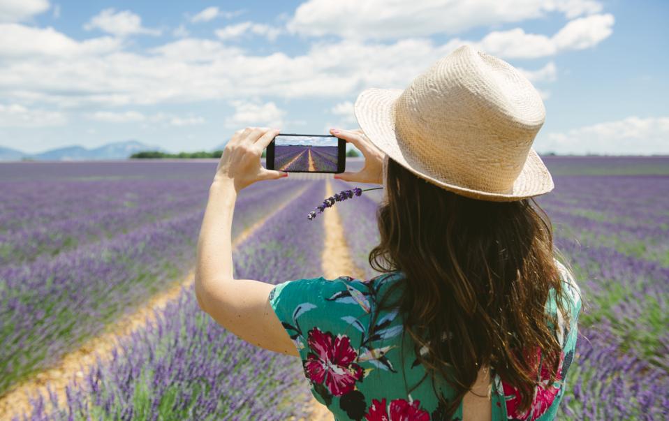 France, Provence, Valensole plateau, woman taking smartphone picture in lavender fields in the summer