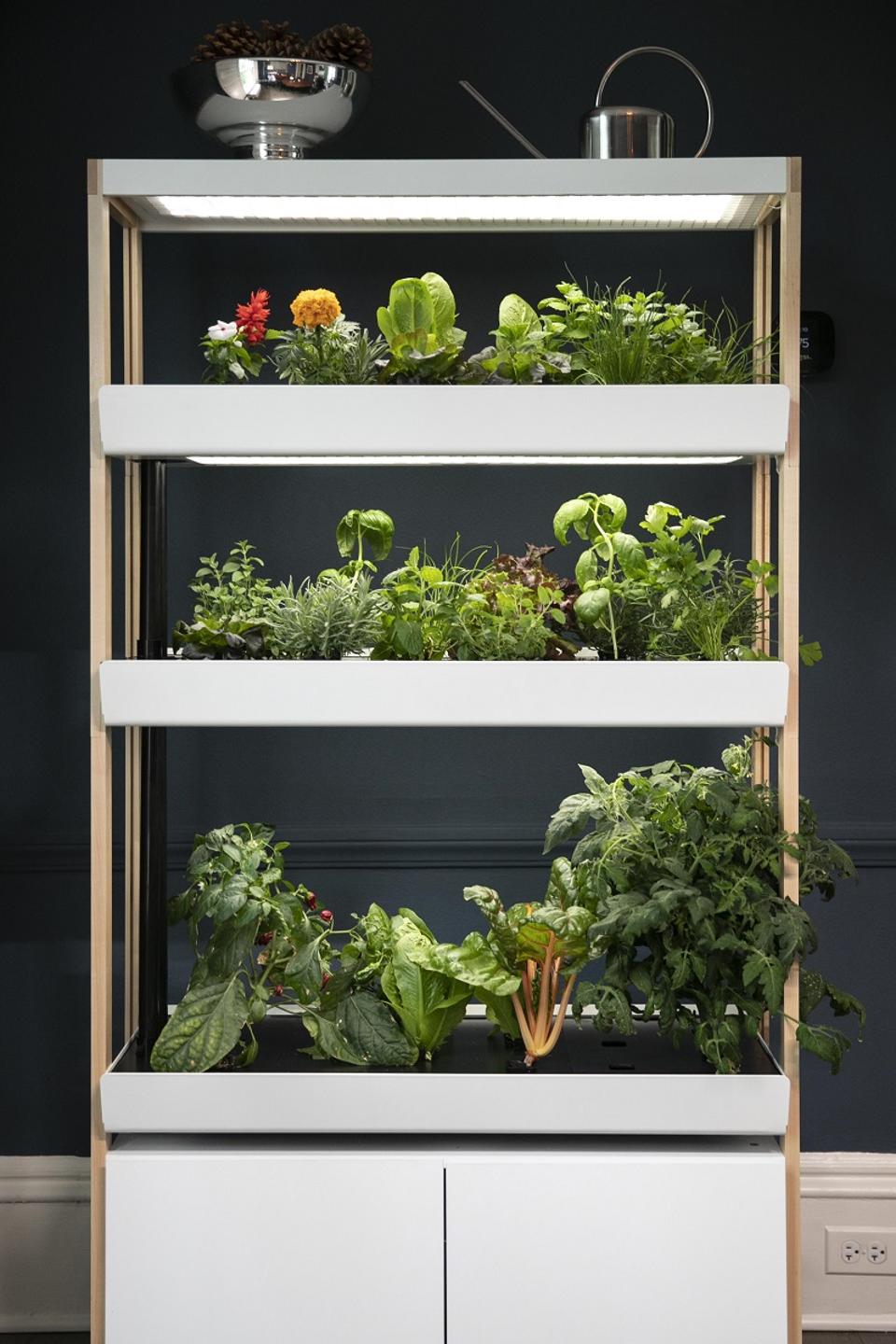 Rise Gardens indoor growing system