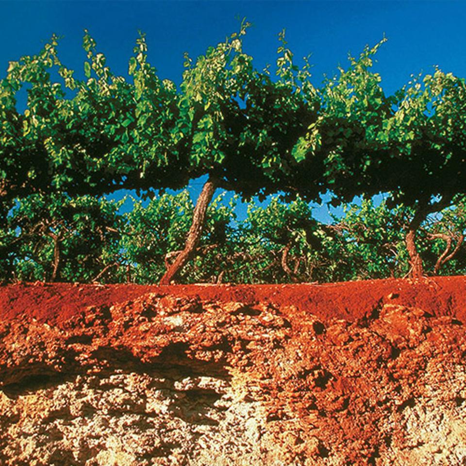 A Penfolds vineyard in Coonawarra with the trademark red soils of the district.