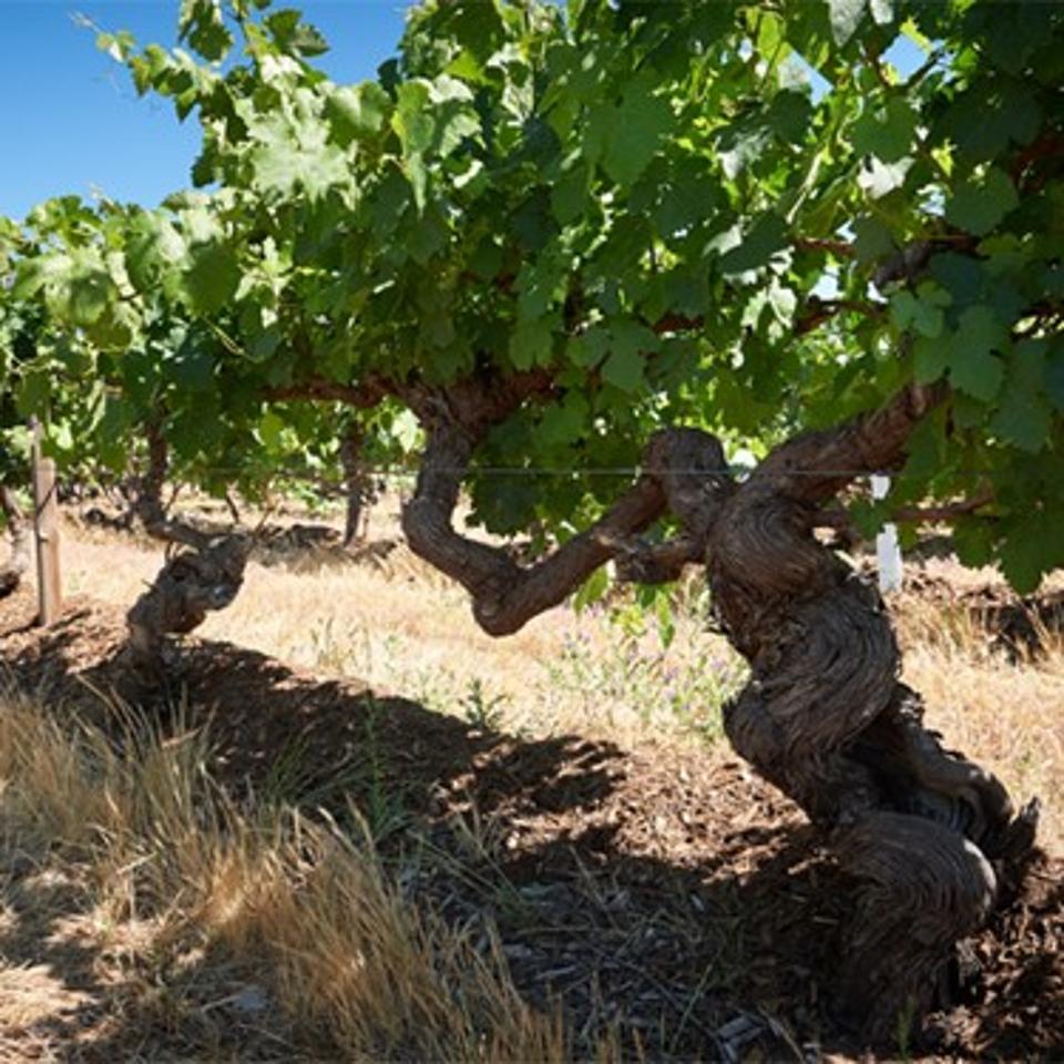 Ancient grape vines in Penfolds' Barossa Valley vineyard.