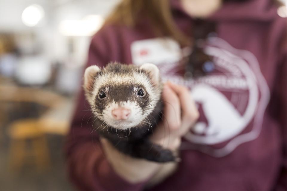 Midterm Stress Relief Animals
