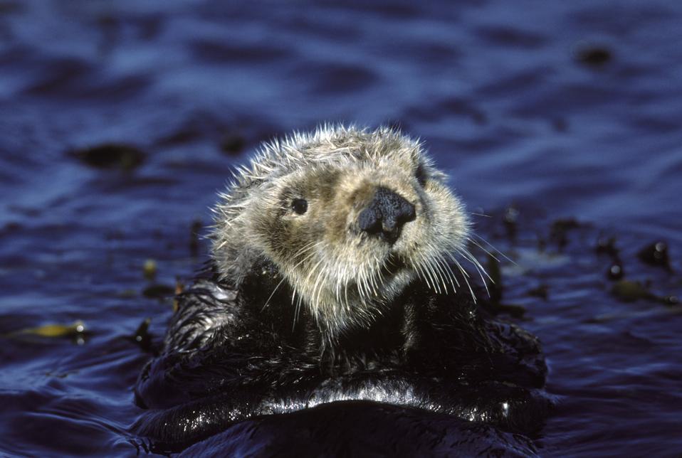 Study Shows Endangered Marine Mammals Are At Risk Of Contracting COVID-19