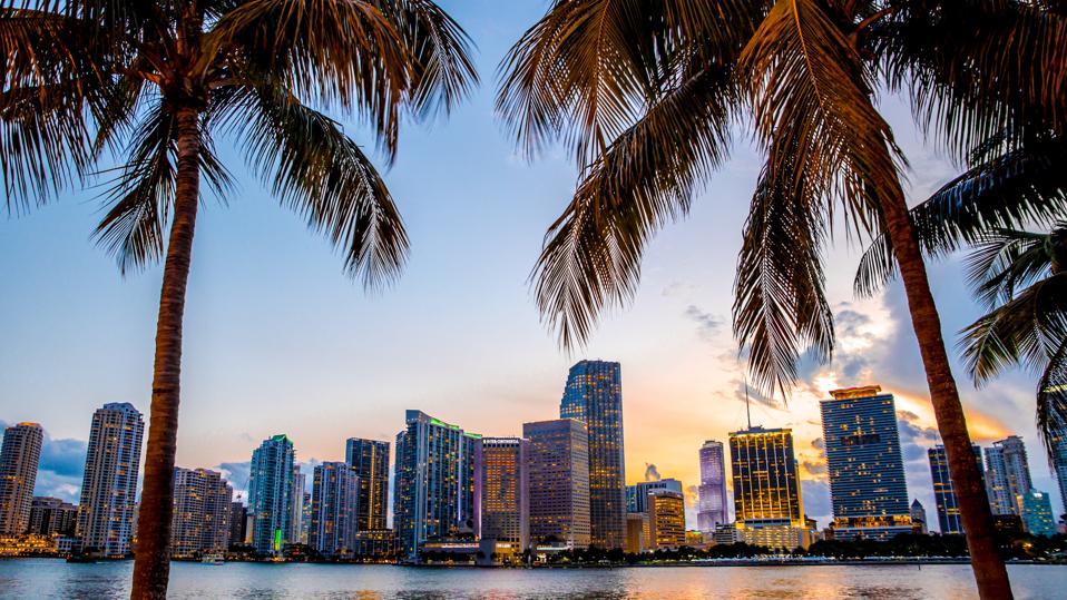 picture of the miami skyline framed by palm trees