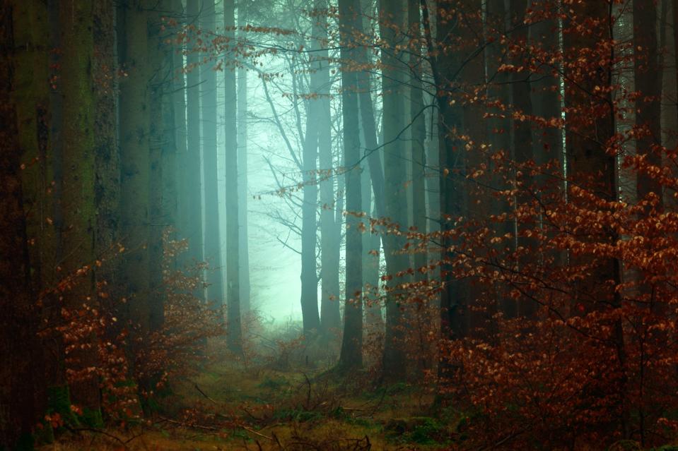 a path out of the forest