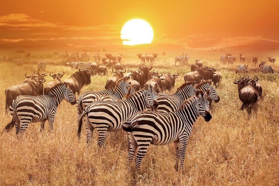 Zebra at sunset in the Serengeti National Park, Tanzania.