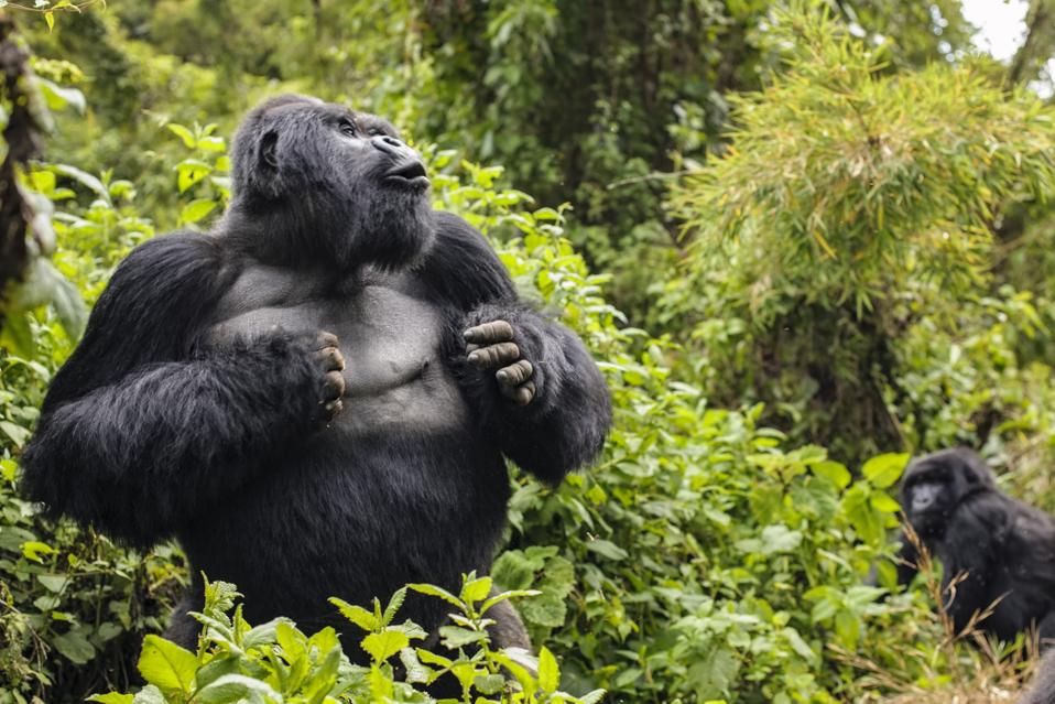 Silverback Mountain gorilla named Guhonda in Parc National des Volcans, Rwanda, Africa.