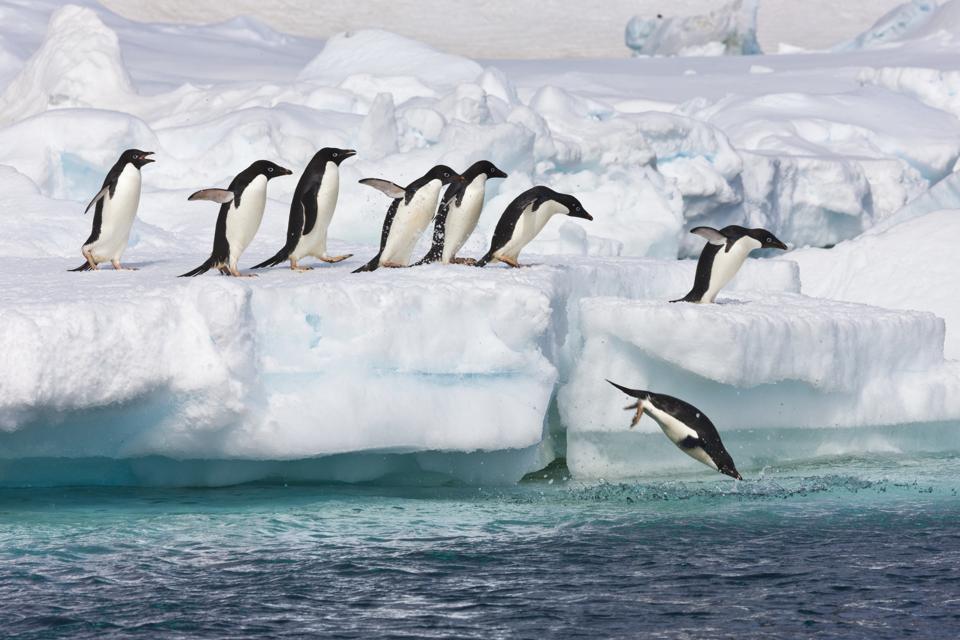 Adelie penguins