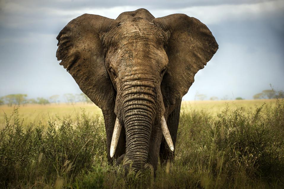 Kenya is open to U.S. travelers