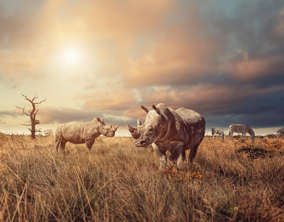 South Africa is opening its doors to international travelers