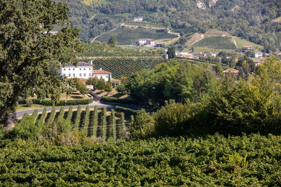 Picturesque hills with vineyards of the Prosecco sparkling wine region between Valdobbiadene and Conegliano; Italy.