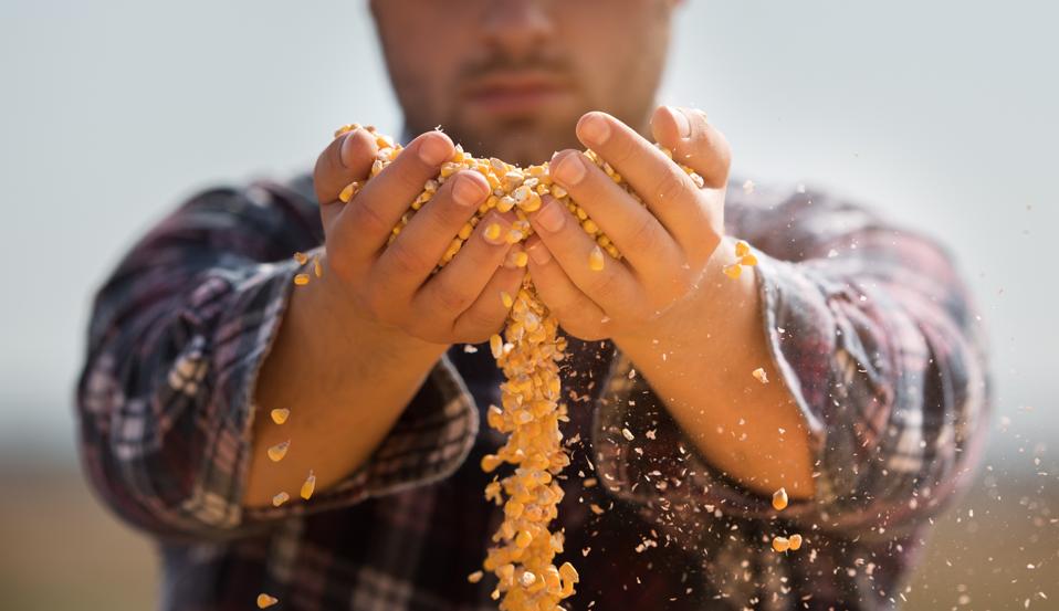 Farmer holding corn grains in his hands