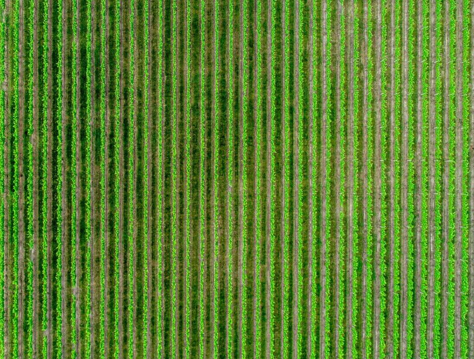 This 2 Acre Vertical Farm Out Produces 7 Acre Flat Farms This 2 Acre Vertical Farm Out Produces 7 Acre Flat Farms