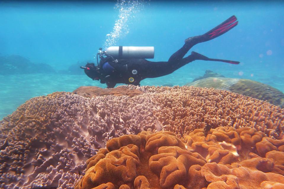 Orange brain coral in the foreground, a prone SCUBA diver in the backgrond.