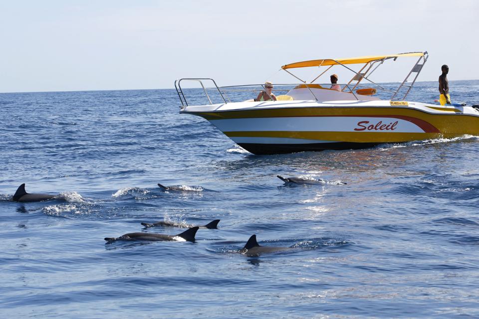 Wild dolphin watching was a popular activity for local and international tourists