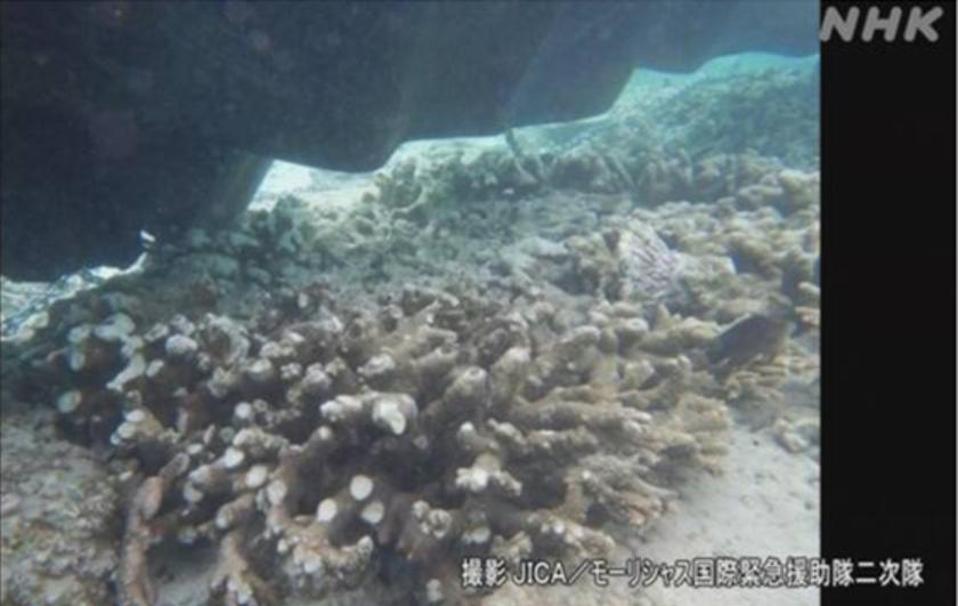 Japanese TV have been showing the extensive damage and milky turbidity caused by the Wakashio and salvage operation across Mauritius' coral lagoons.