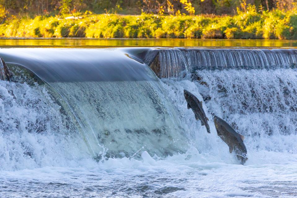 Salmons Move Up The River