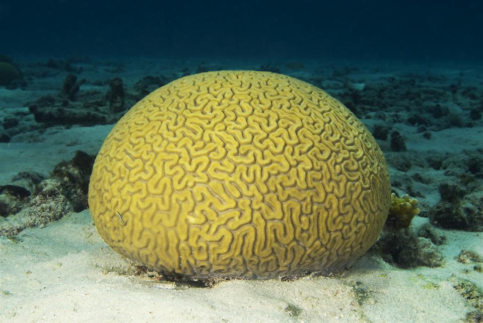 Mauritius' 1000 year brain coral was the center piece of Ramsar protected Blue Bay Marine Park and the oldest specimen in the Indian Ocean