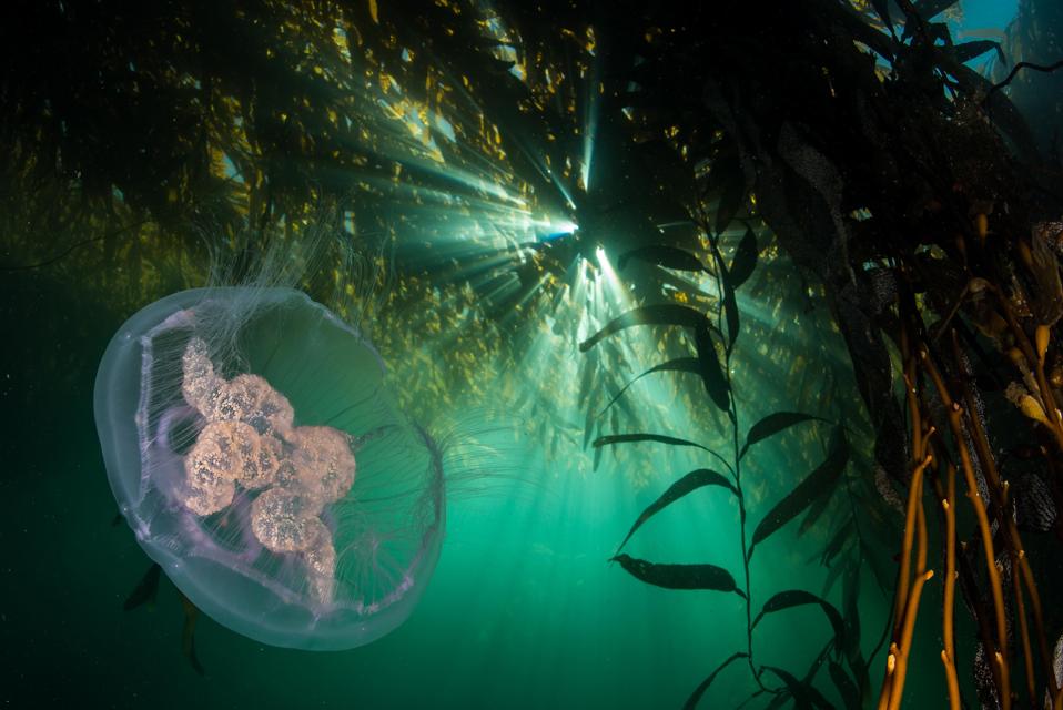 A jellyfish swims amidst the calm waters within a giant kelp forest near Cape Horn, Chile. In 2017, a team from Pristine Seas, working in collaboration with the Waitt Foundation, traveled from Punta Arenas through the Francisco Coloane Marine Park, the Tierra del Fuego archipelago, Cape Horn, and the Diego Ramírez Islands.