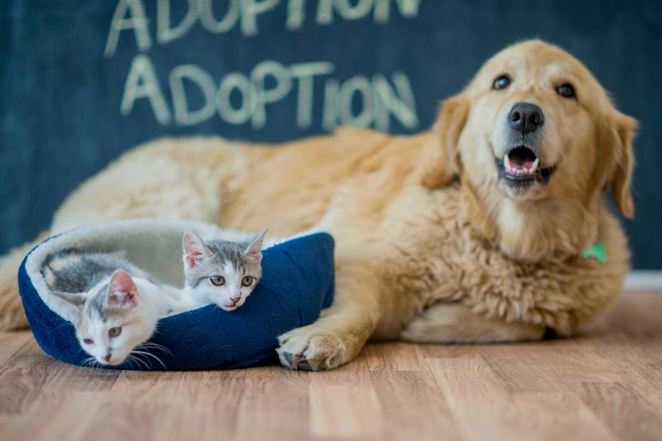 Pet Adoption