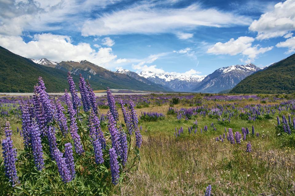 Lupins In Arthur's Pass National Park, New Zealand