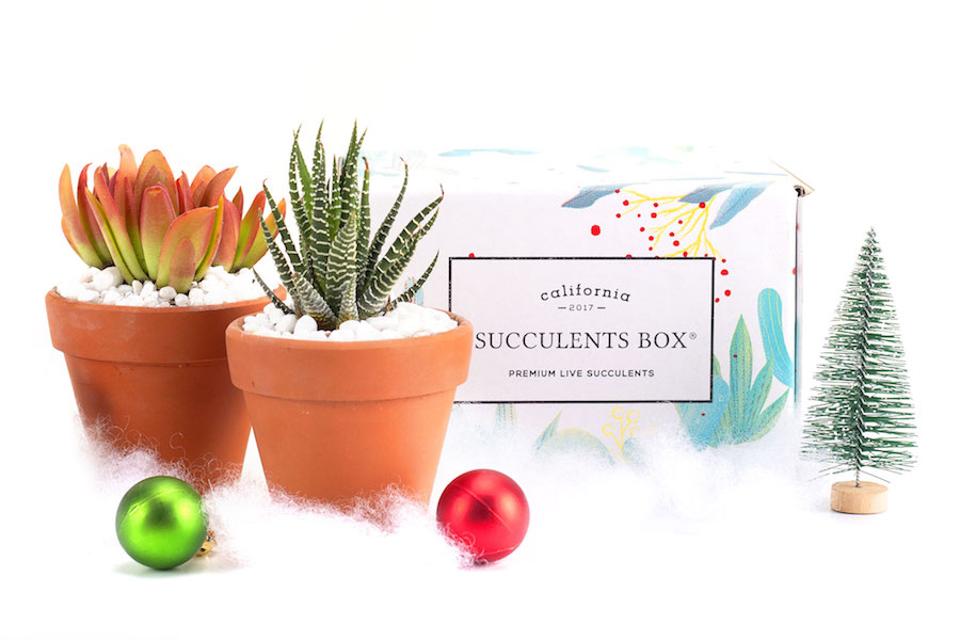 Succulents box monthly subscription