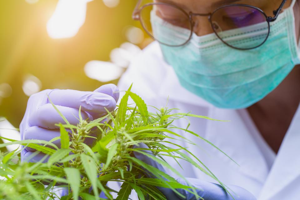 Marijuana Researcher, Female scientist in a hemp field checking plants and flowers, alternative herbal medicine concept.