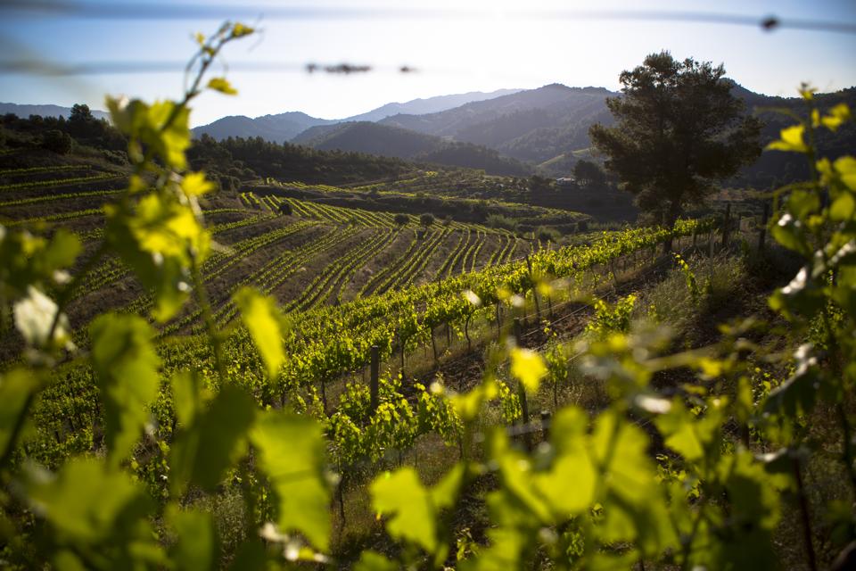 Vineyard, Priorat, Spain