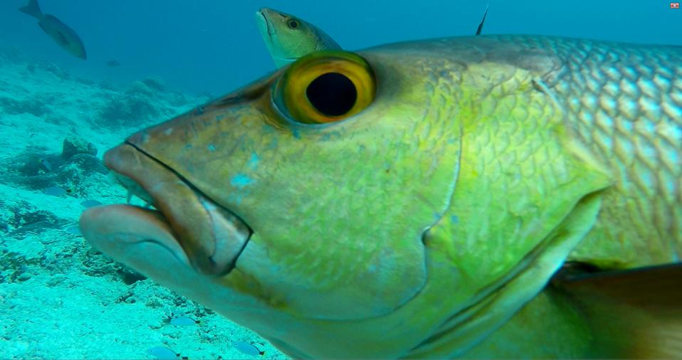 A close, side-angle view of a snapper.