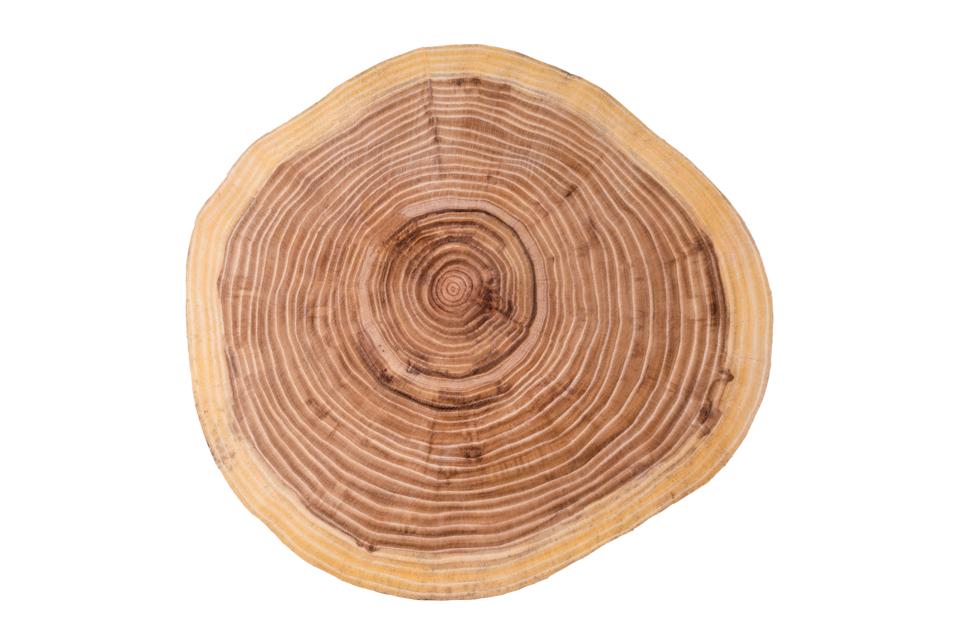 A cut tree trunk, showing the tree's age rings.