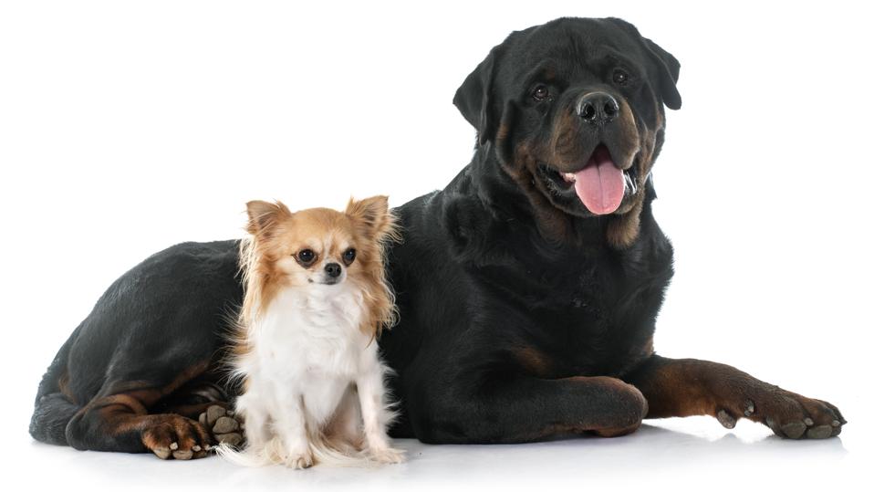 young chihuahua and rottweiler