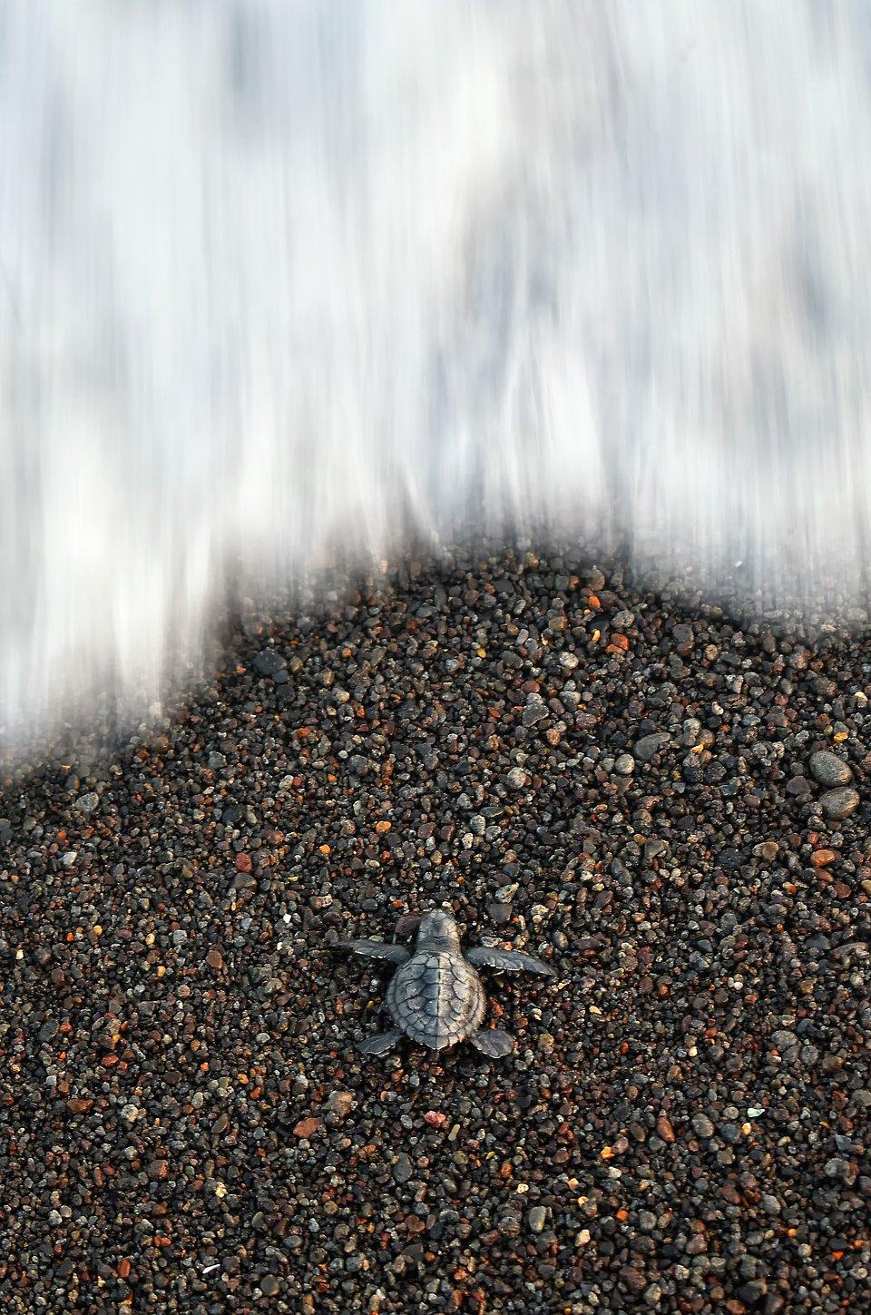 new born turtle trying to get to the sea in Indonesia