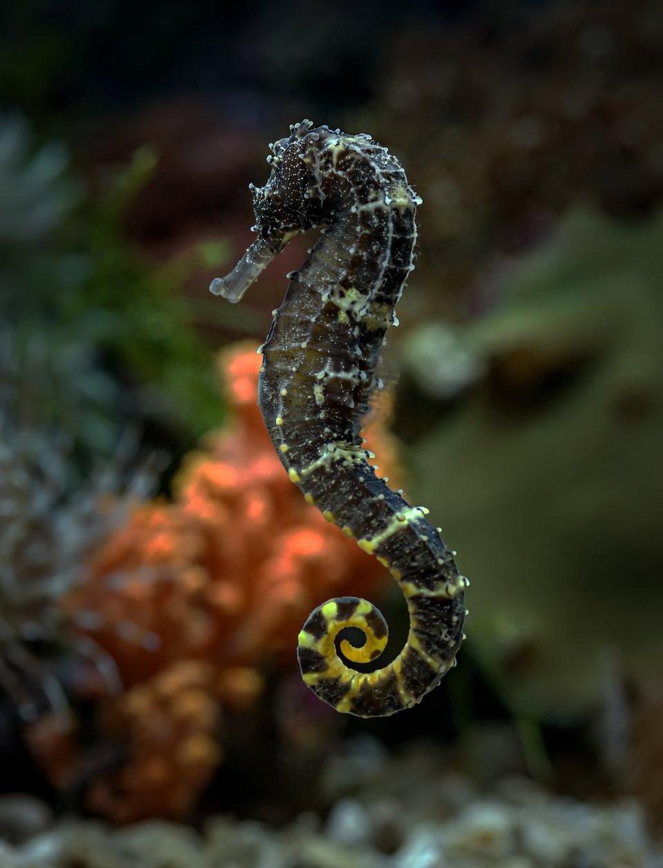 Black and yellow seahorse