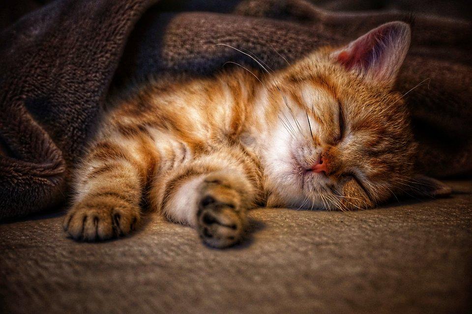 a kitten sleeping 