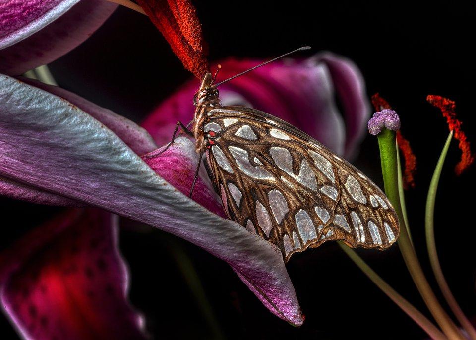A butterfly surrounded by flowers.