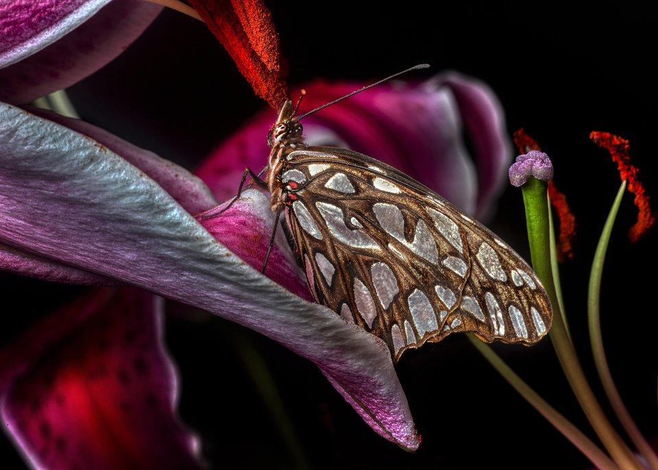 A butterfly  surrounded by flowers.