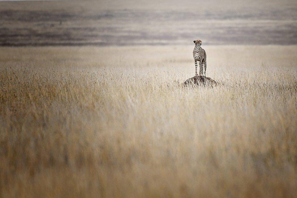 A cheetah looking for food in the Serengeti.