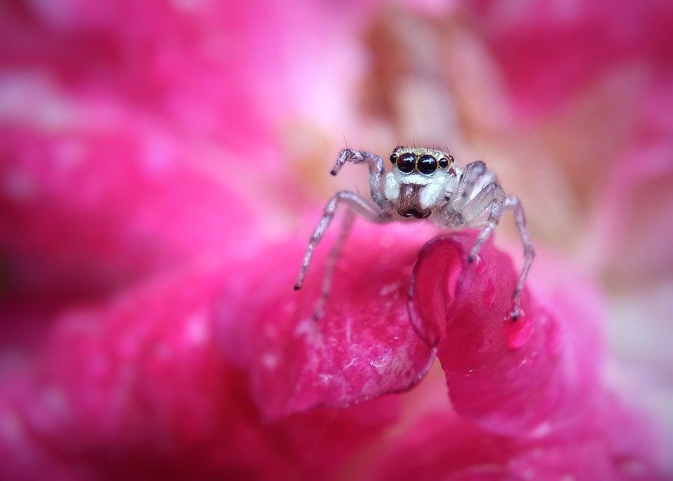 A small spider on a rose petal.