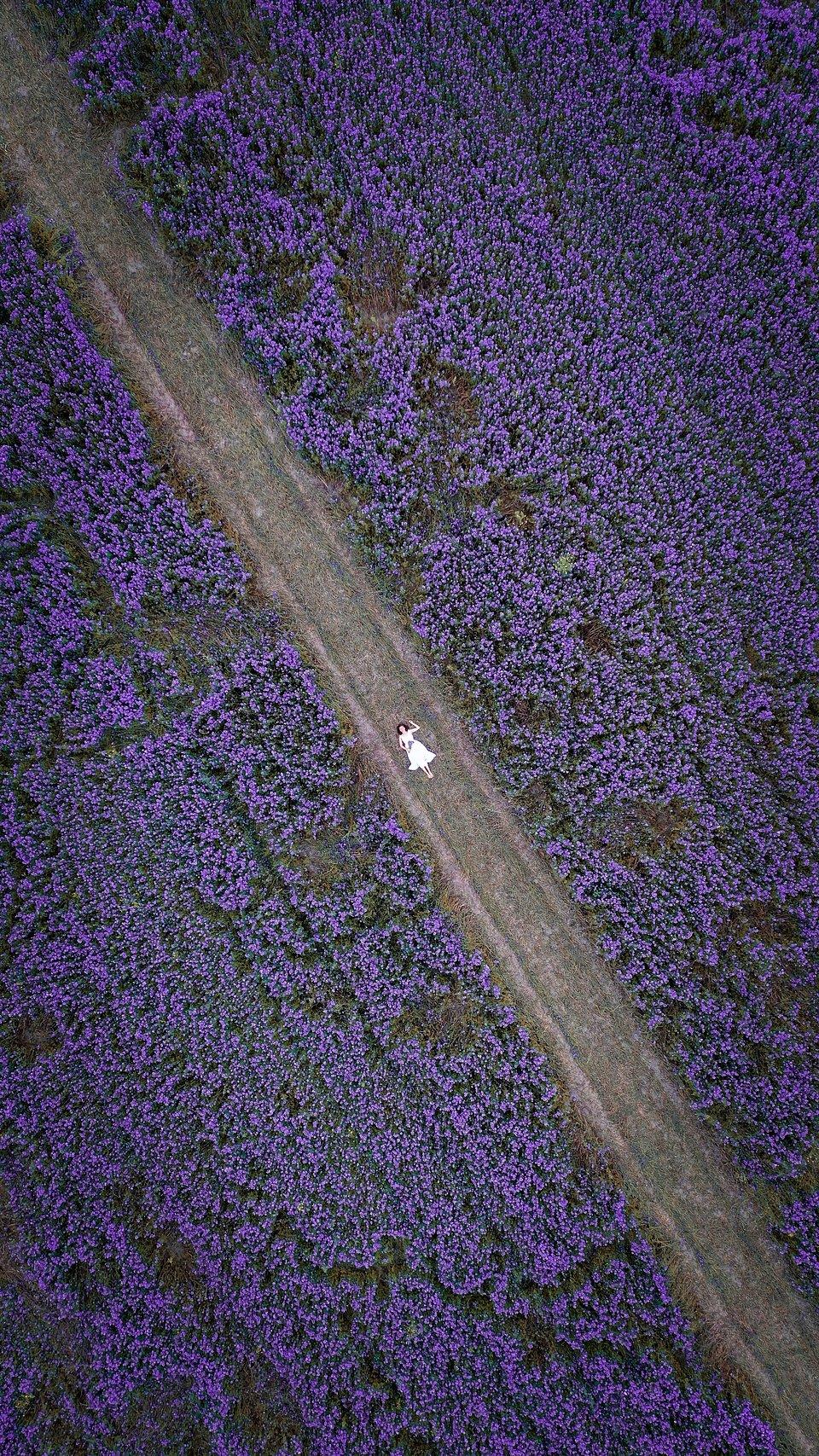 drone photo of a woman in the midst of a lavender field