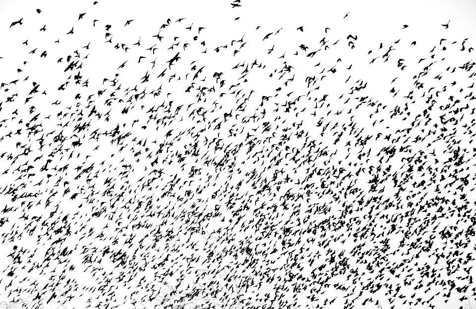 wondering black birds crossing the ski.