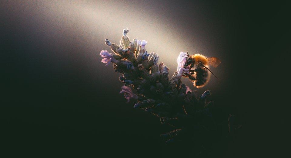 Small bee in lavender flower