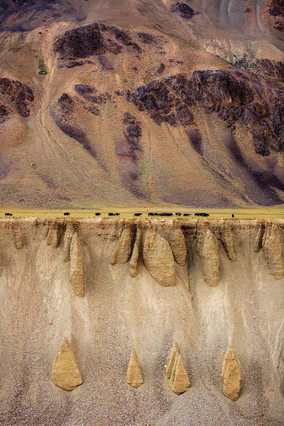 A herd of Yak grassing at a stunning ladscape in the Hinalayas.