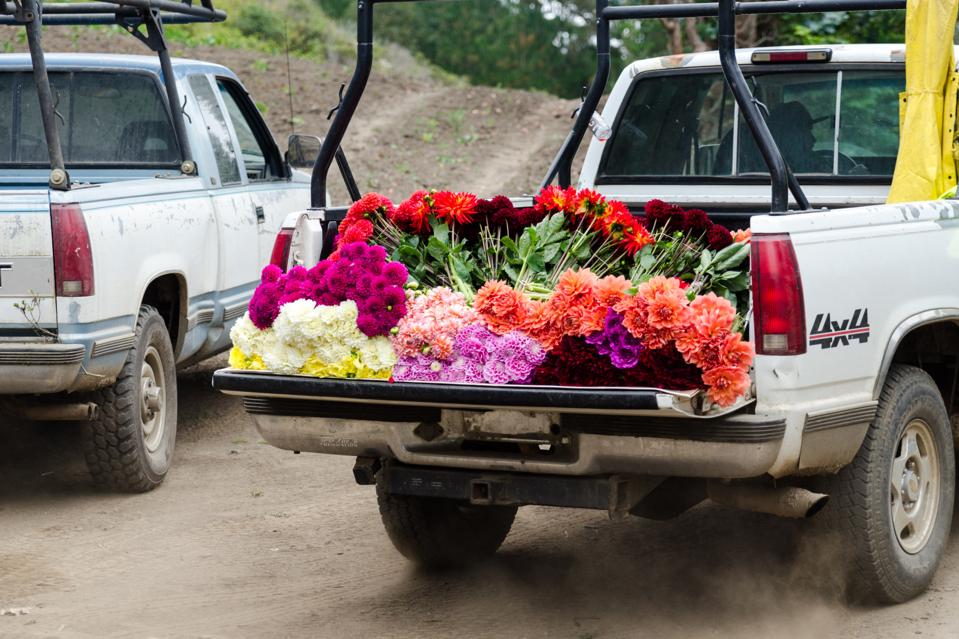 Flowers leaving a local farm for Matilda's Bloombox