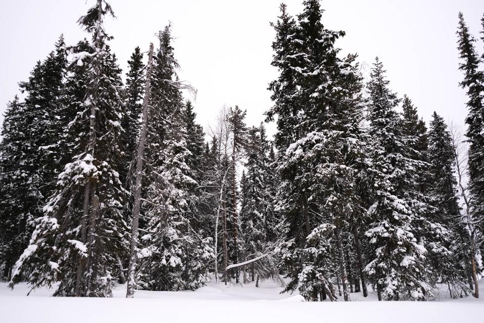 trees in the snow