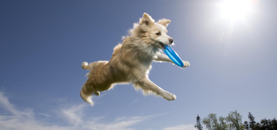 Australian shepherd catching plastic disc in midair